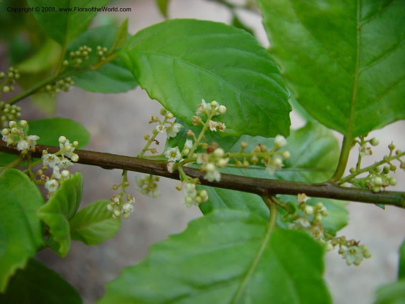 Maesa japonica. 87.0314--CA. uc Berkeley Bot. Gard. 11 Feb 03. 020.jpg