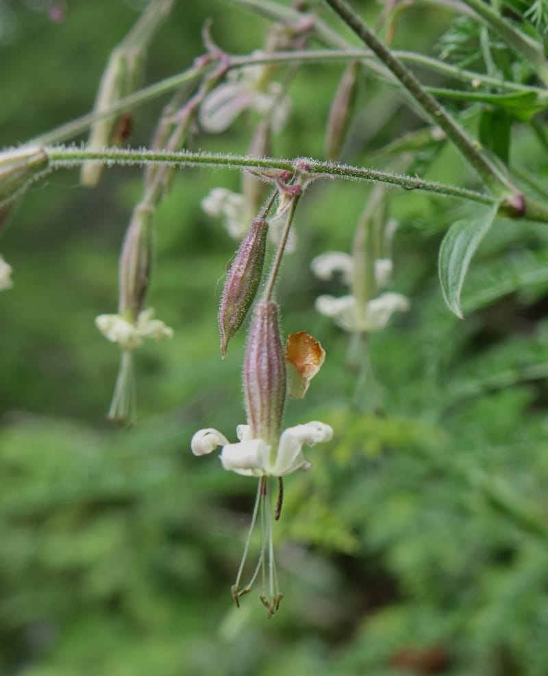 Silene nutans subsp. nutans,  Davidson, C 13266--Switzerland. Oberwald. Chapel St. Nikolas. 2 Jul 2016. DSC07728 (789).JPG