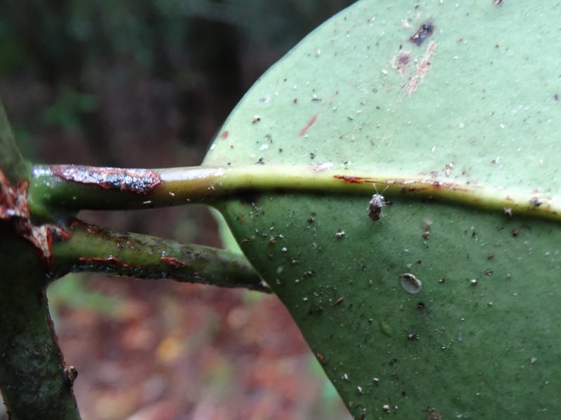 Garcinia, Lowry, P 7407--New Caledonia. Creek Hervouet. 19 Nov 2015. DSC03817 (103).JPG