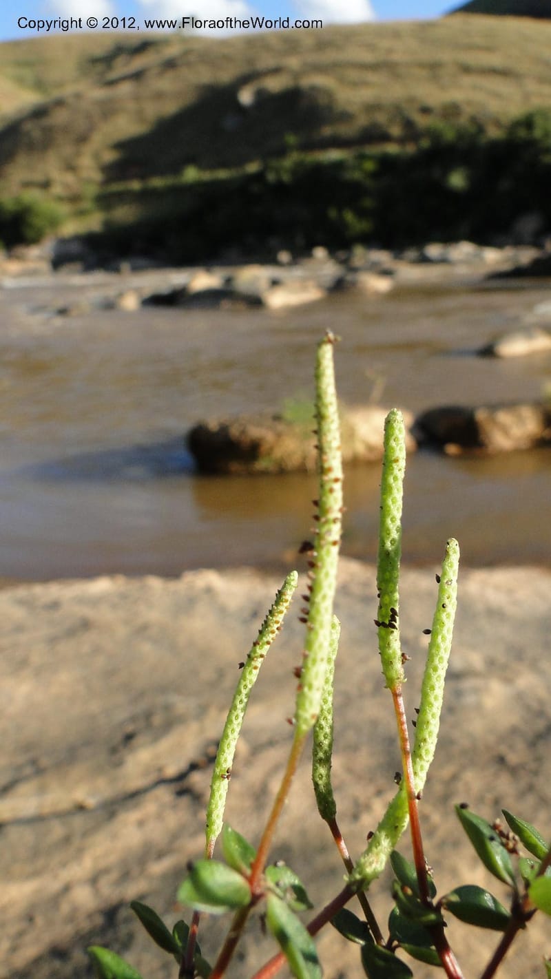 Peperomia tetraphylla, N. Manjato 150--Madagascar. Mania River. 1 May 2010 120 (5).jpg