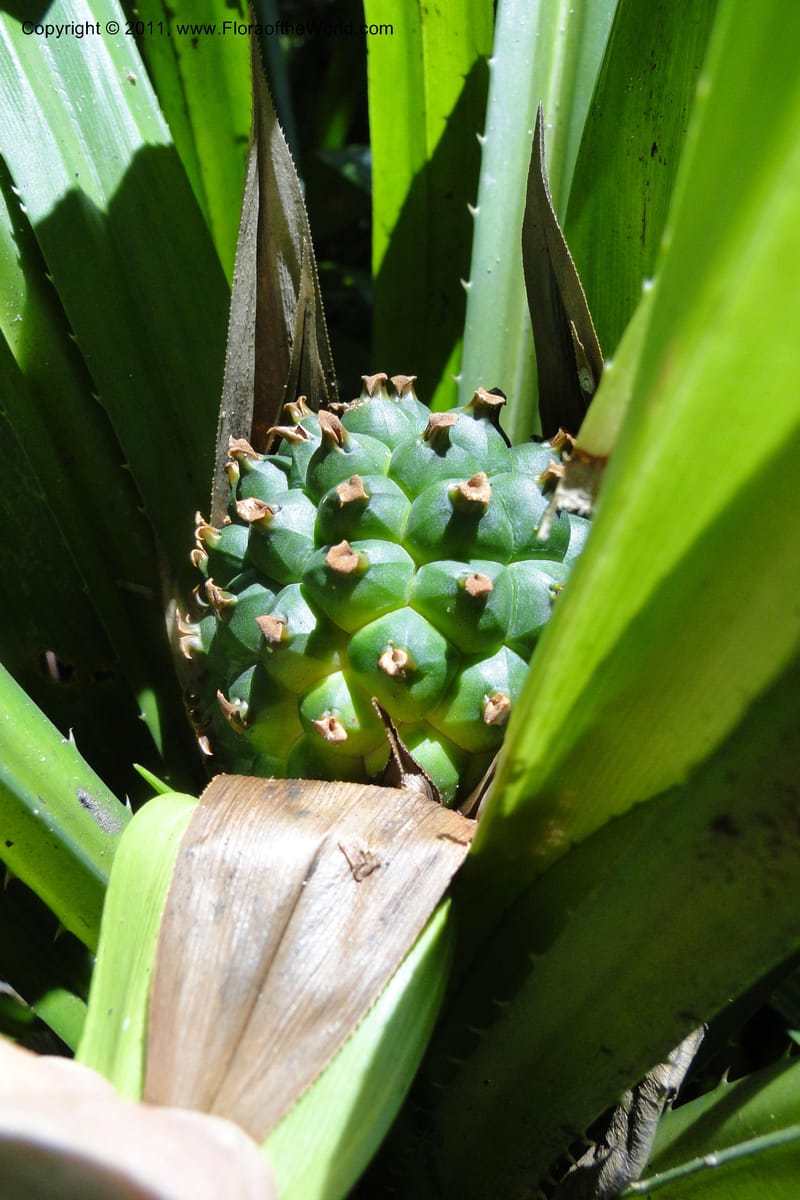 Pandanus tonkinensis, Regalado 1861--Viet Nam. Unknown mountain. 10 May 2011. 162 (44).jpg
