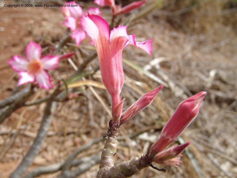 Adenium obesum--Tanzania. Hwy B1, 25 km SE of Kifaru. 28 Jun 04. 286.jpg
