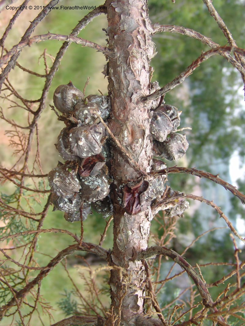 Widdringtonia schwartzii--So.Africa. Mpumal. Buffelskloof Private Nat. Res. 17 Mch 05. 158.jpg