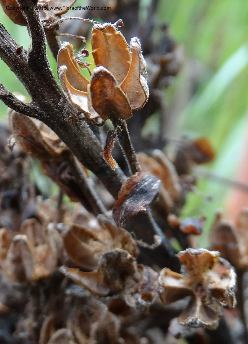 Monotropa hypopitys, Davidson, C 12626--ID. Idaho Co. S of Steamboat Summit. 5 Aug 2014. DSC00156 (215).JPG