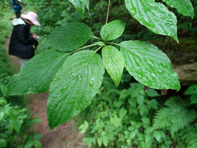 Cornus alternifolia, Davidson, C 13027--North Carolina. Graham Co. Joyce Kilmer Mem. For. 17 May 2015. DSC06075 (5).JPG