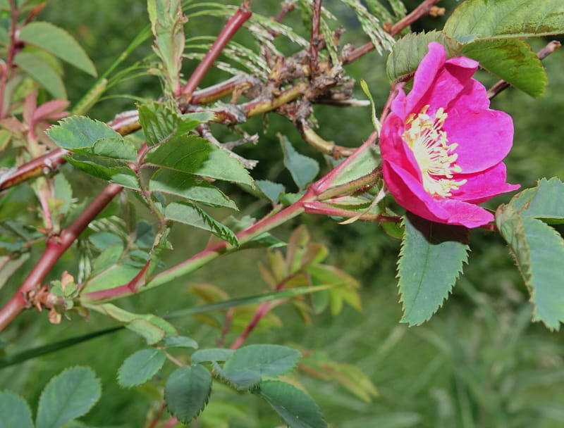 Rosa pendulina, Davidson, C 13265--Switzerland. Oberwald. Chapel St. Nikolas. 2 Jul 2016. DSC07728 (748).JPG