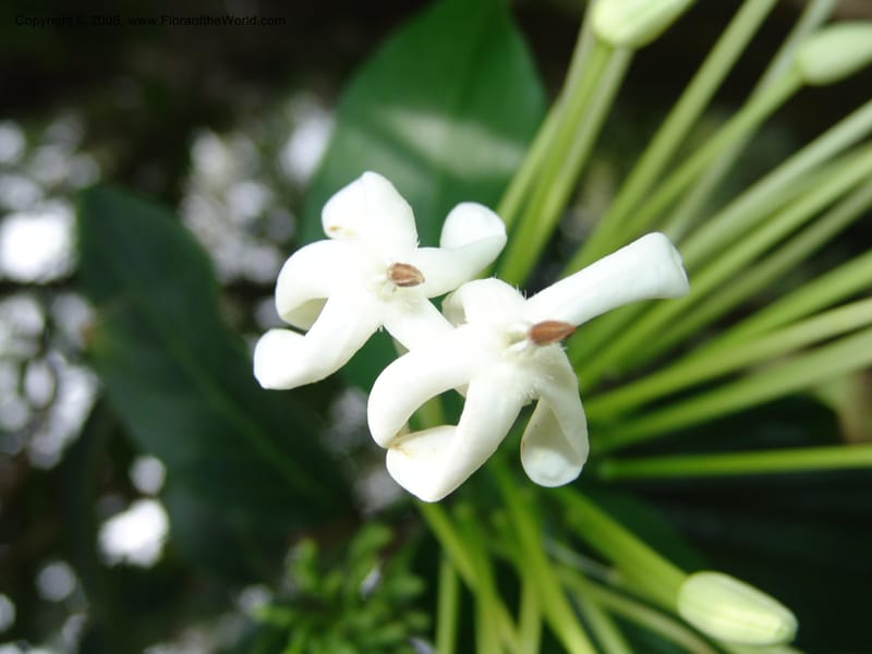 Posoqueria latifolia--So. Africa. Durban Bot. Garden. 14 Mch 05. 201.jpg