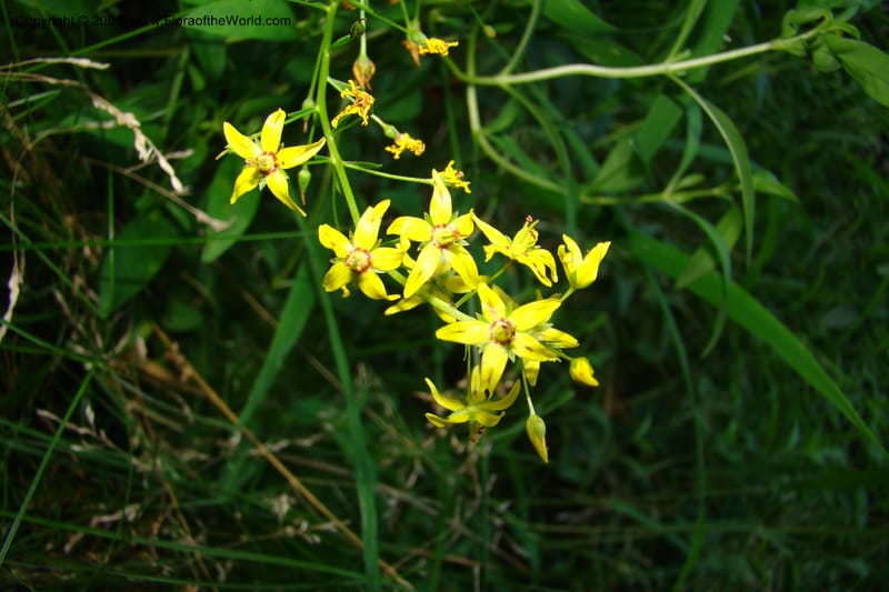 Lysimachia terrestris--New York. Brooklyn Botanic Garden. 19 July 2009. 162.jpg