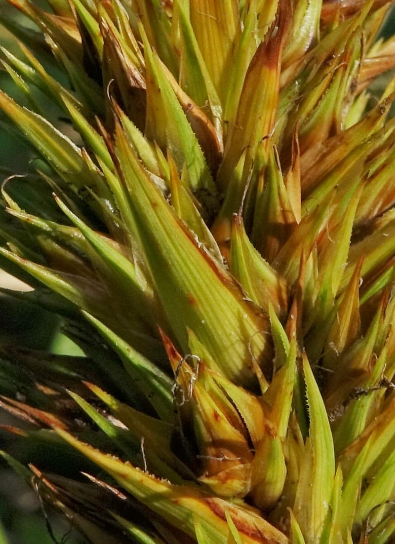 Carex macrocephala var. kobomugi--Japan. Hokkaido. Toyotomi-cho. 4 Aug 2016. DSC01106 (31).JPG