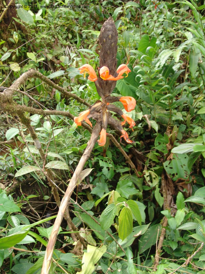 Pitcairnia, Croat 95144--Ecuador. Esmeraldas. Alto Tambo. 21 Feb 05. 260 (4).jpg
