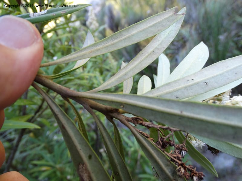 Brachylaena neriifolia, Davidson, C 12284--South Africa. Western Cape. Karatara River. 21 Jan 2014. DSC00950 (107).JPG