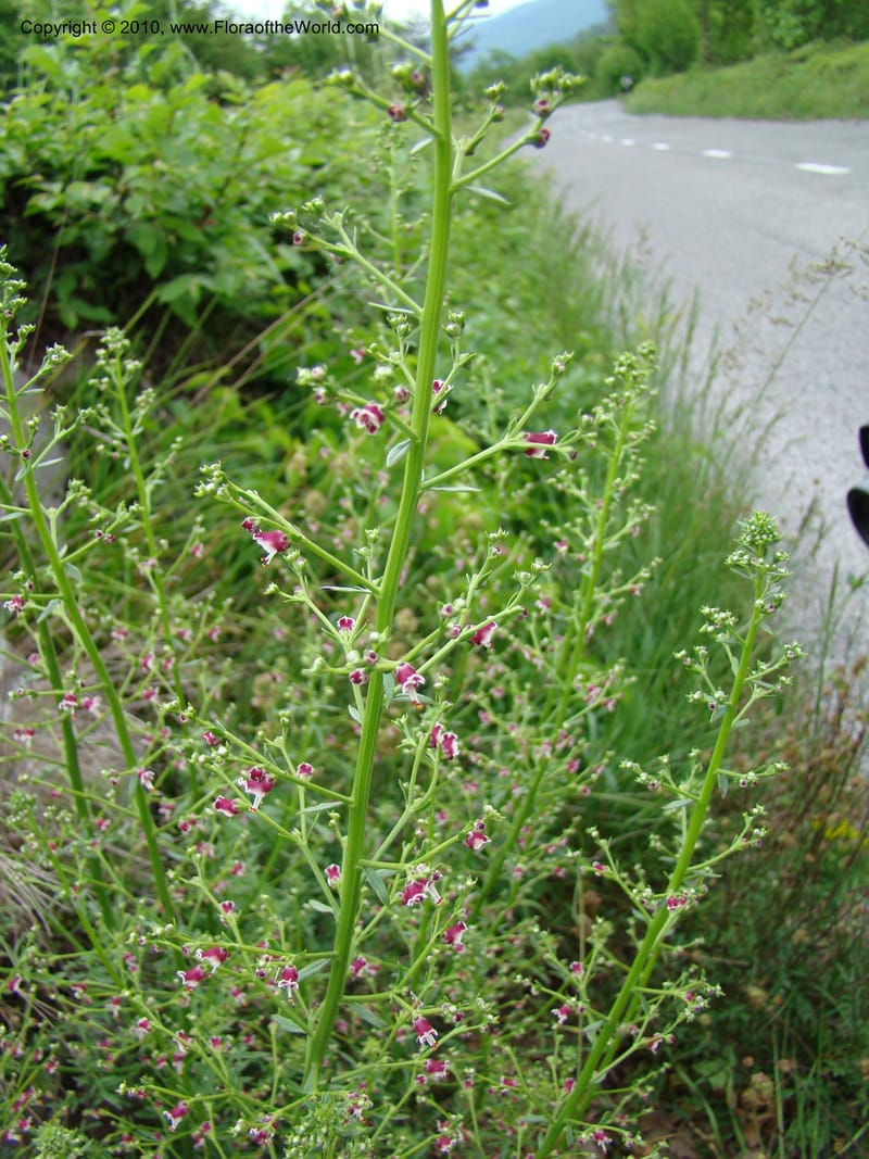 Scrophularia cnina, C.Davidson 11175--Slovenia, Notranjska Region, 2 km W of Skocjan on Rd. 301, 16 May 2008.030 (1).jpg