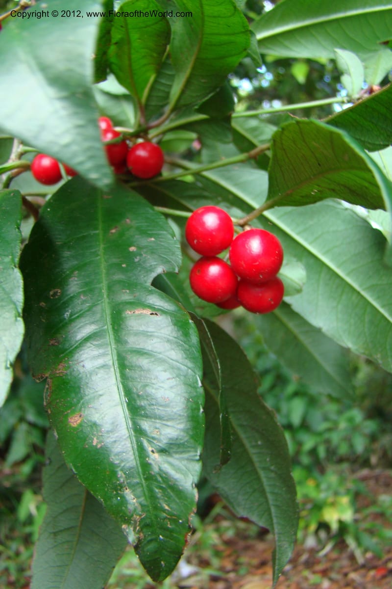 Ardisia, Regalado 1730--Viet Nam. Thua Thien Hue Prov. Phu Loc Distr. Bach Ma. 13Apr 09. 060.jpg
