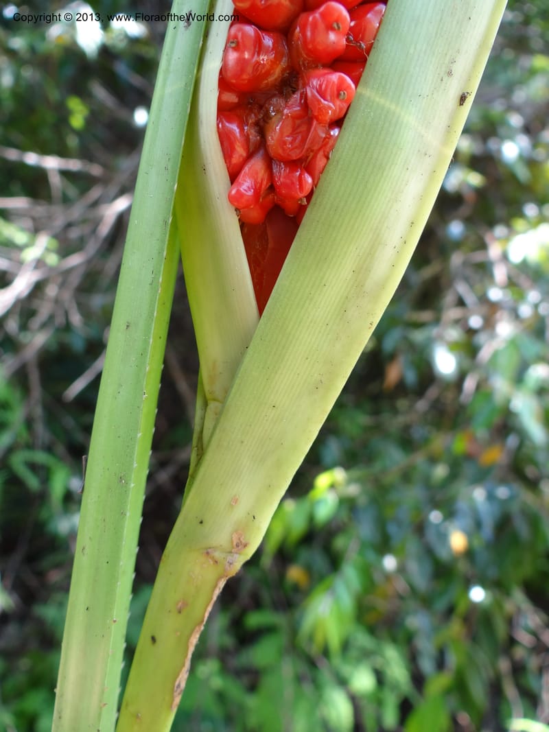 Pandanus pugnax, Callmander 1035--Malaysia, Sabah. Meliau Range. Ulu Tongod For. Res. 8 Apr 2012. DSC07780 (14).JPG