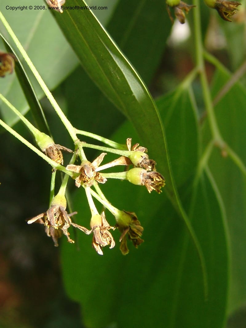 Cinnamomum jensenianum, 040920901--China. Hubei. Wuhan Botanical Garden. 24 Apr 07. 220.jpg