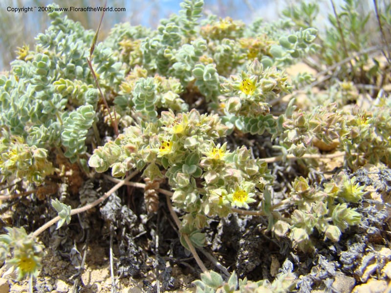 OR. Malheur Co. Leslie Gulch. 1 Jun 08. 236.jpg