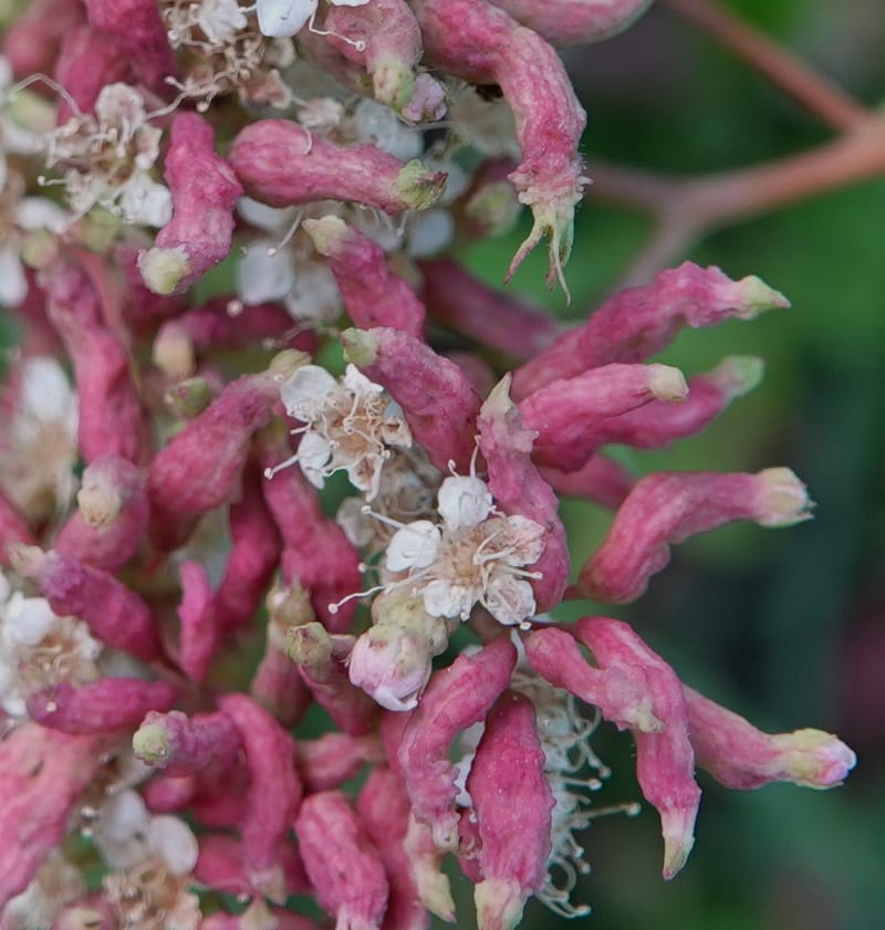 Spiraea lucida, C. Davidson 13833--ID. Shoshone Co. Freezeout Rd. FR 301. 10 Jul 2018. DSC06582 (57).JPG