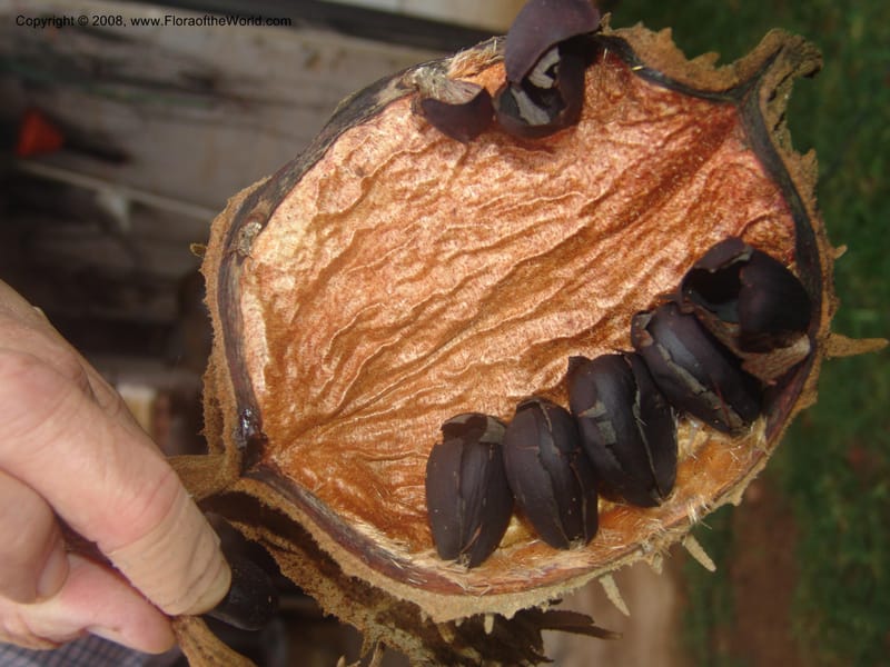 Sterculia ceramica, DF 235 M--FL. Fairchild Tropical Gard. 16 Jan 03. 165.jpg
