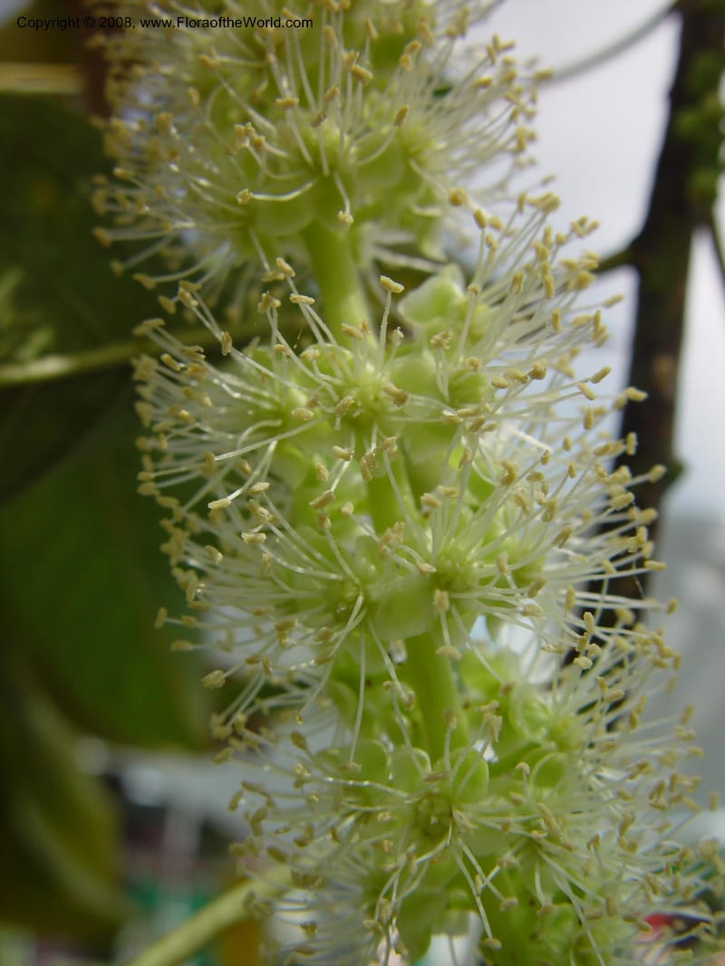 Phytolacca dioica--FL. Fairchild Tropical Gard. 6 Apr 03. 351.jpg