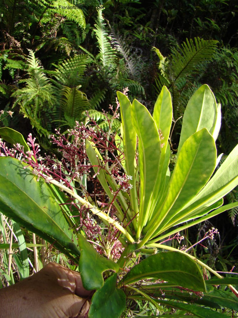 Phelline, GBarriera131107-21--New Caledonia. Mandjelia. 13 Nov 07. 228.jpg