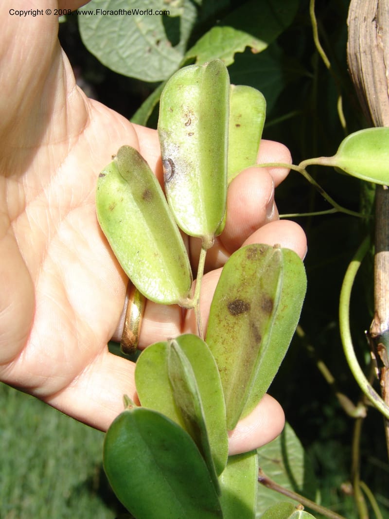 Dioscorea--So.Africa. KZN. Scottburgh, S of Durban. 12 Mch 05. 023.jpg