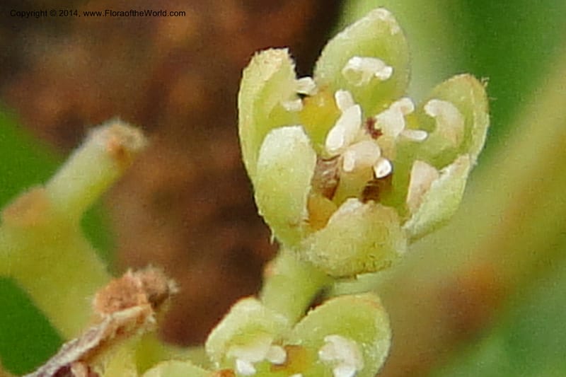 Cryptocarya, J. Munzinger 6545--New Caledonia. Tchamba. Grotie Kou. 16 Feb 2011. 092 (3).jpg