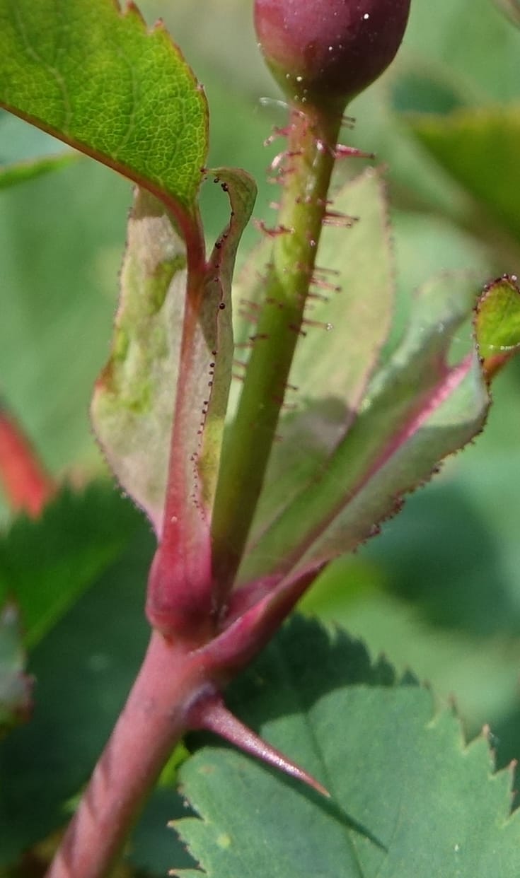 Rosa pendulina, Davidson, C 13265--Switzerland. Oberwald. Chapel St. Nikolas. 2 Jul 2016. DSC07728 (757).JPG