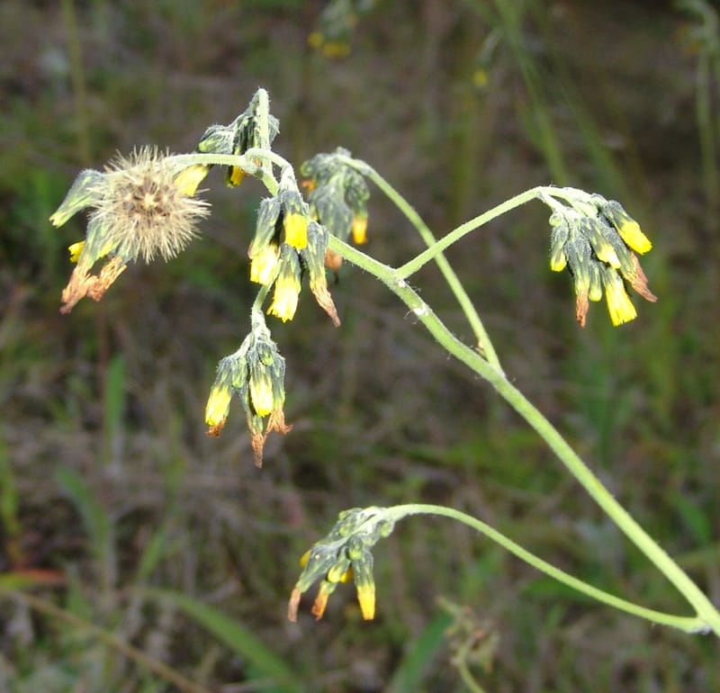 Hieracium cf, Croat95052--Ecuador. Prov. Carchi. Mira-San Isidro. 20 Feb 05. 304a.jpg