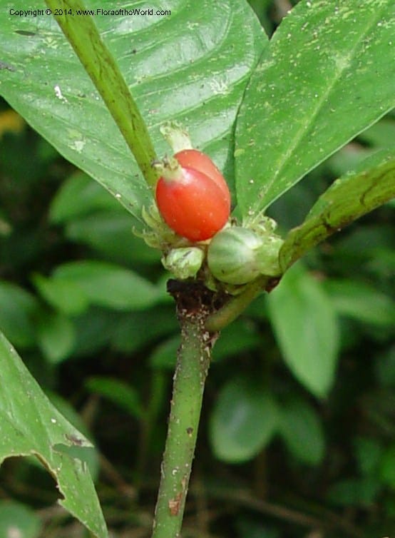 Psychotria--Cameroon. Mt. Cameroon. 6 Dec 03. 150a (1).jpg