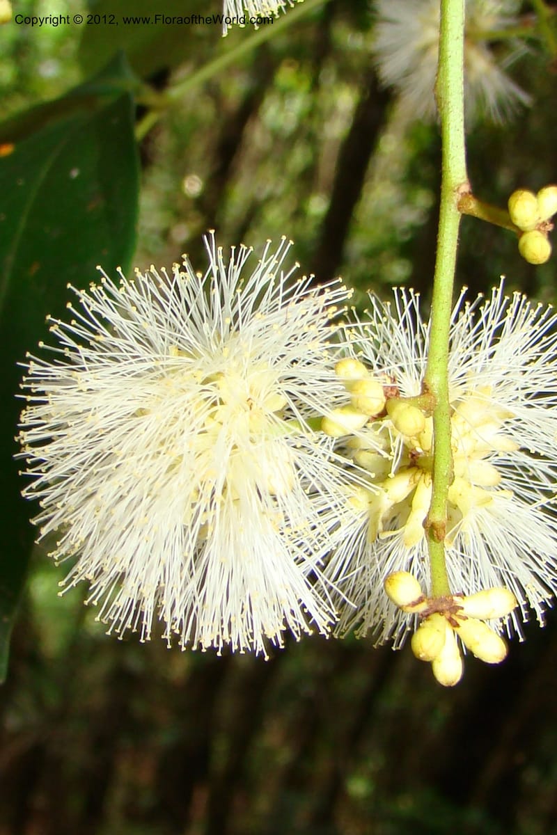 Archidendron, Regalado 1747--Viet Nam. Thua Thien Hue Prov. Phu Loc Distr. Bach Ma. 13 Apr 09. 336.jpg