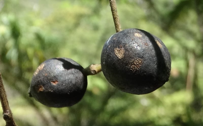 Cryptocarya constricta, Munzinger, J 7371--Fiji. Wailevu Rd. 6 Nov 2015. DSC09846 (4).JPG
