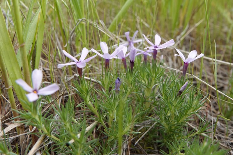 Phlox condensata, C. Davidson 13762--Oregon. Wallowa Co. Zumwalt.Trail Cr. Rd. 4 Jun 2018. DSC04078 (520).JPG