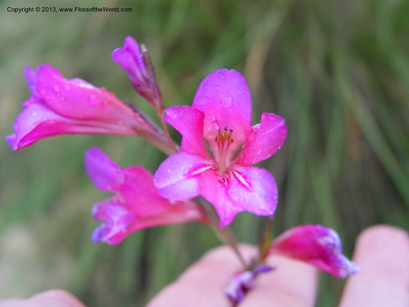 Gladiolus illyricus--Spain. Almeria Prv. Ca 5 km S on AL140. 15 Apr 04. 010 (6).jpg