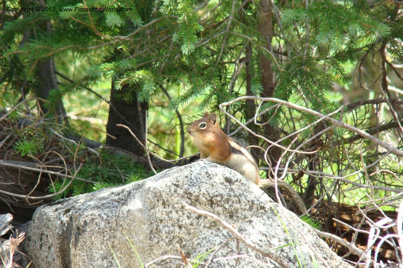 ID. Idaho Co. Rd to Josephine Lake. 2 August 2009. 001.jpg