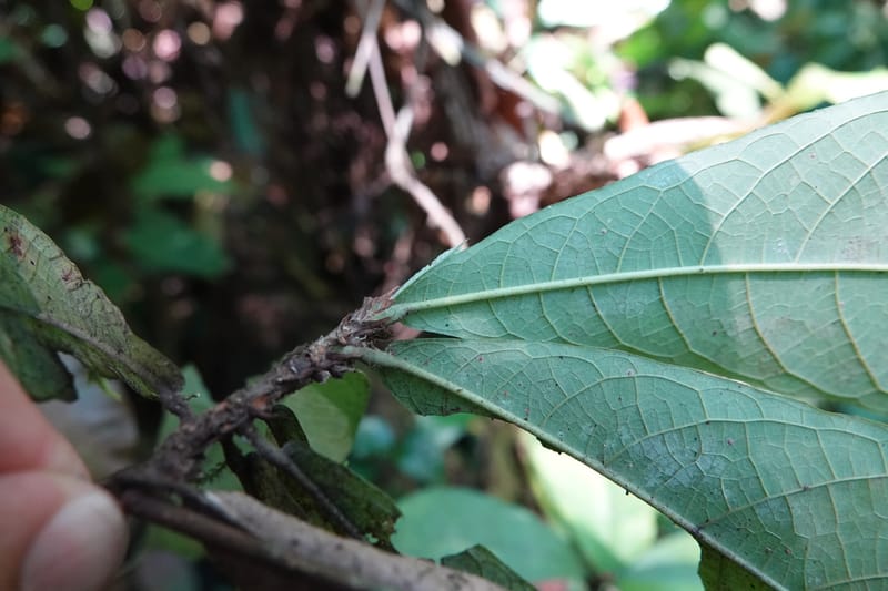 Poggea alata, C. Davidson 13956--Gabon. Arb. Sibang. 5 Nov. 2018. DSC02235 (60).JPG