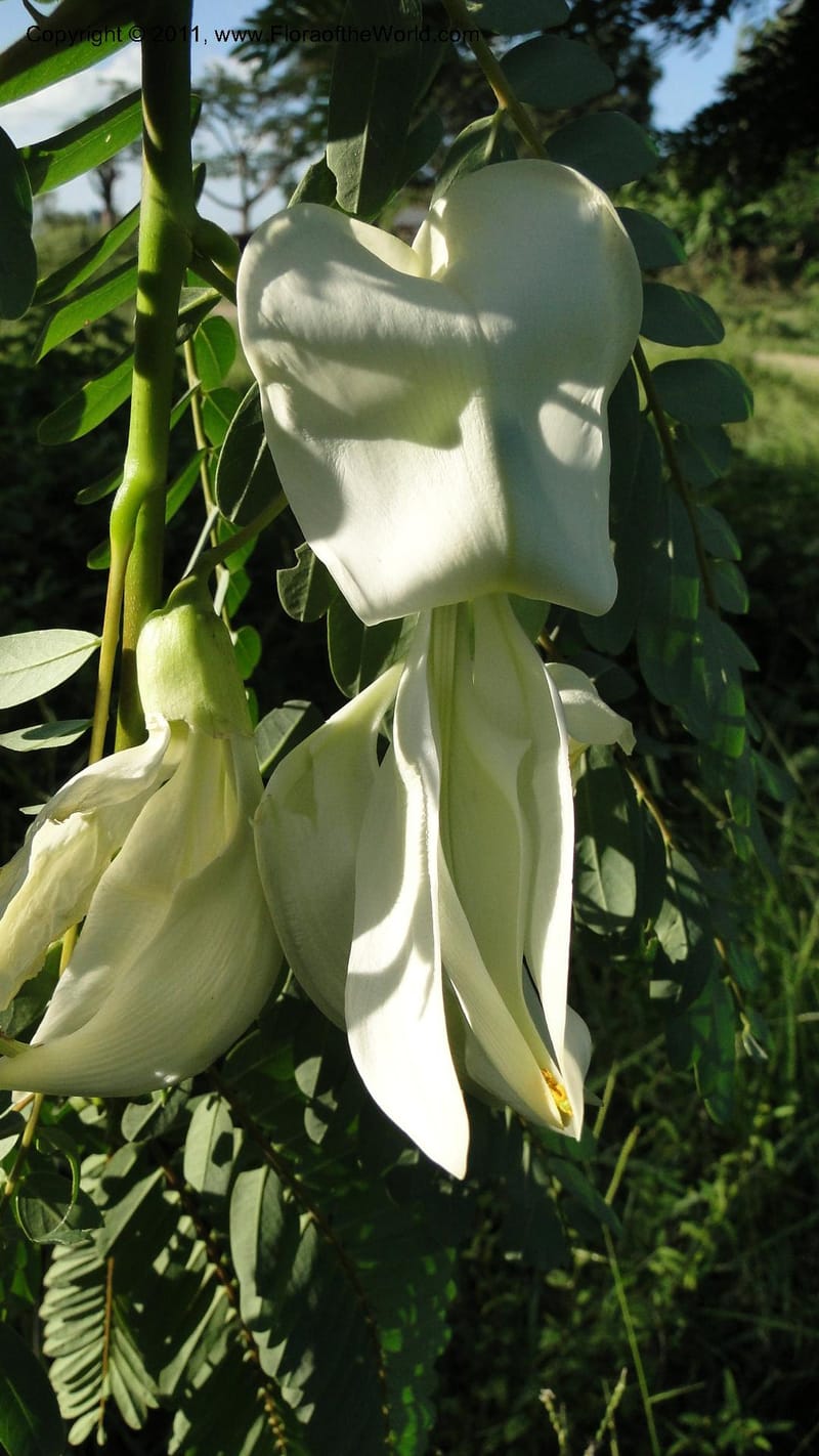 Sesbania grandiflora, Gereau--Tanzania. Univ. of Dar es Salaam. 9  May 2010 367 (32).jpg