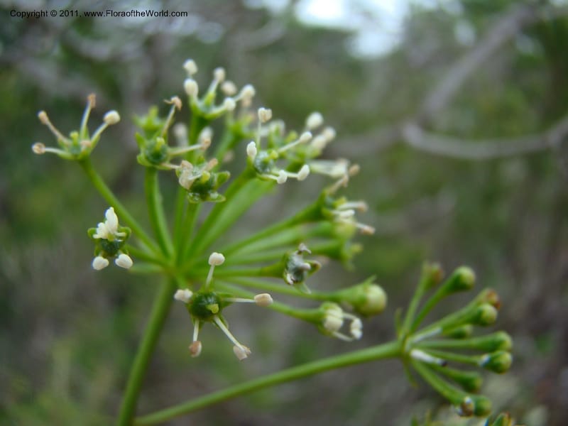 Myodocarpus crassifolius, not coll.--New Caledonia. Pl des Lacs. Ca. Grand Lac. 21 Jan 2010. 293 (258).jpg