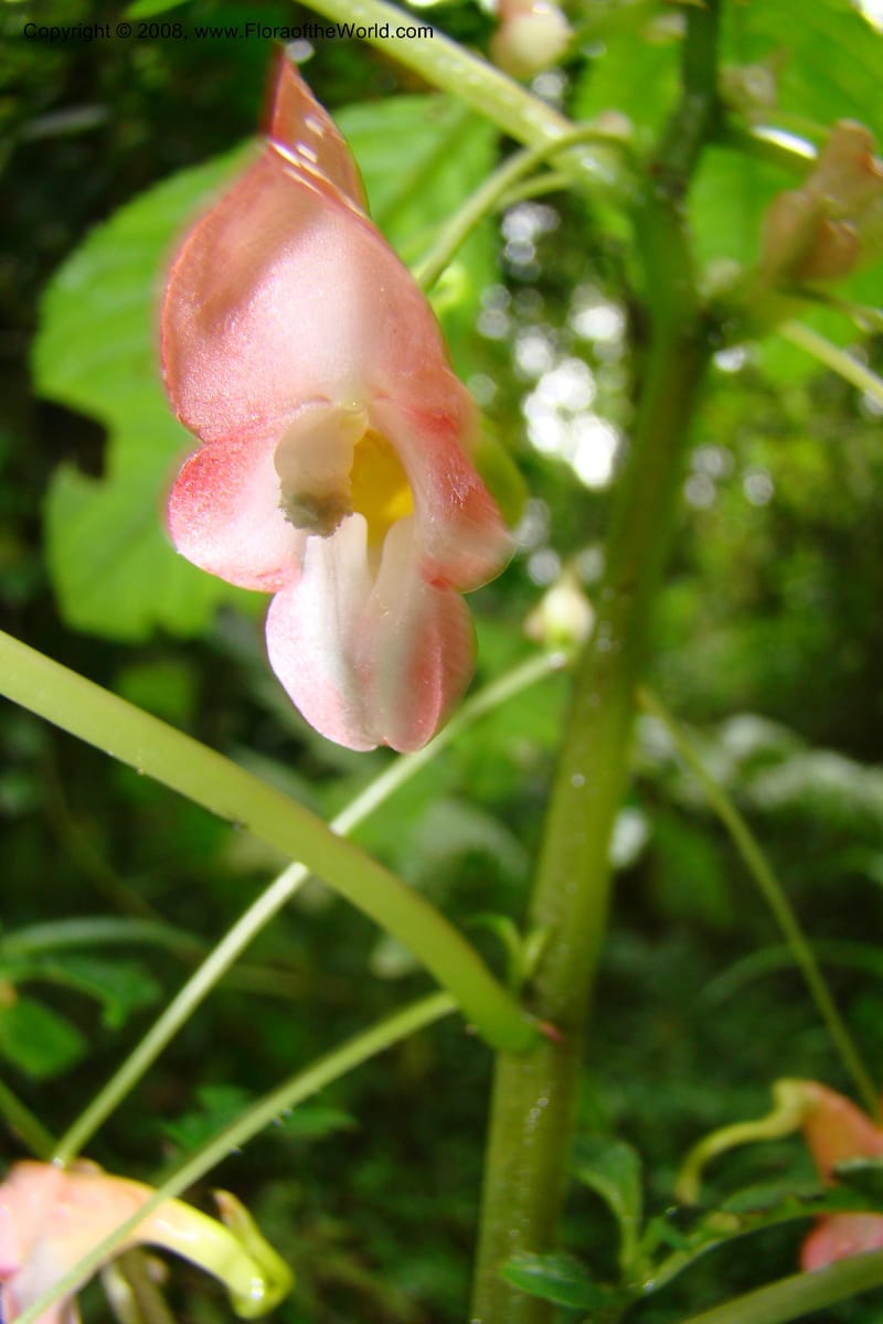 Impatiens austrotanzanica, WKindeketa2975--Tanz. Rungwe Distr. Rungwe For. Res. 24 Jan 08. 064.jpg