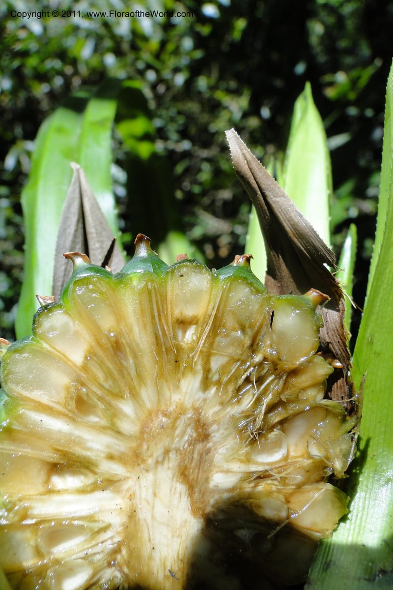 Pandanus tonkinensis, Regalado 1861--Viet Nam. Unknown mountain. 10 May 2011. 162 (35).jpg