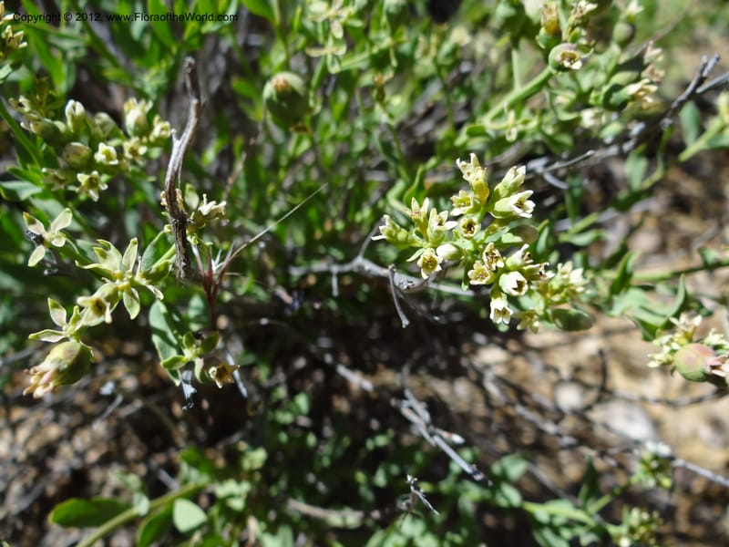 Comandra umbellata, Davidson, C 11942--AZ. Yavapai Co. Crown King Rd. 7 May 2012. DSC0894 1 (96).JPG
