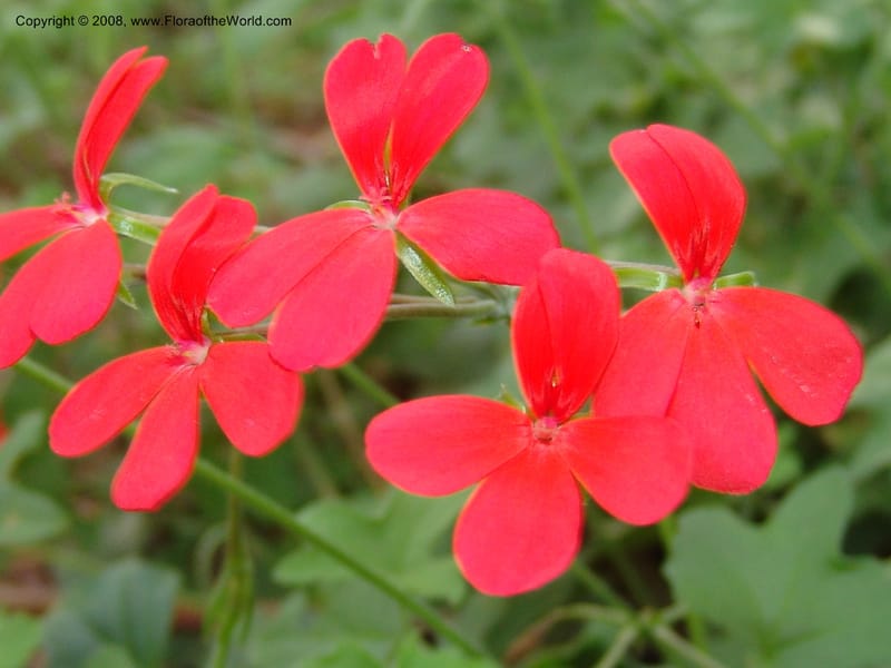 Pelargonium tongaense-- So. Africa. Lowveld Nat. Bot. Gard. 14 Mch 05. 039.jpg