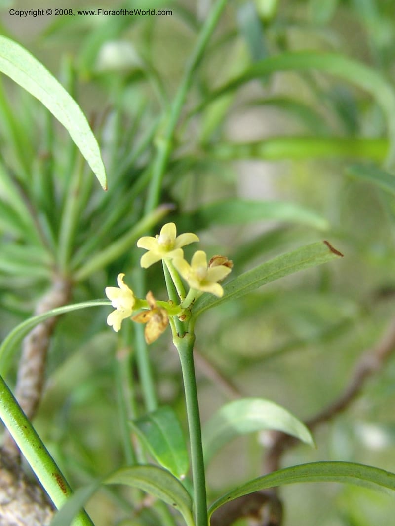 Secamone alpinii--So.Africa. E. Cape. Uitenhage Nat. Res. 6 Mch 05. 089.jpg