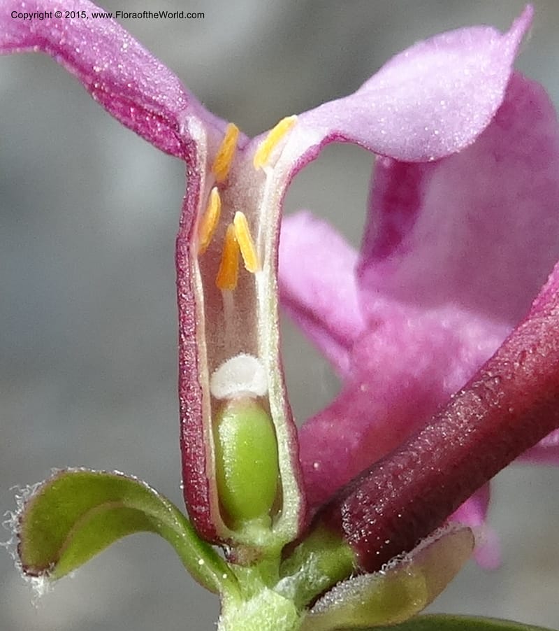 Daphne, Boufford, D 43616--China. Sichuan. ShaShiDuo. 8 May 2014. DSC04232 (45).JPG