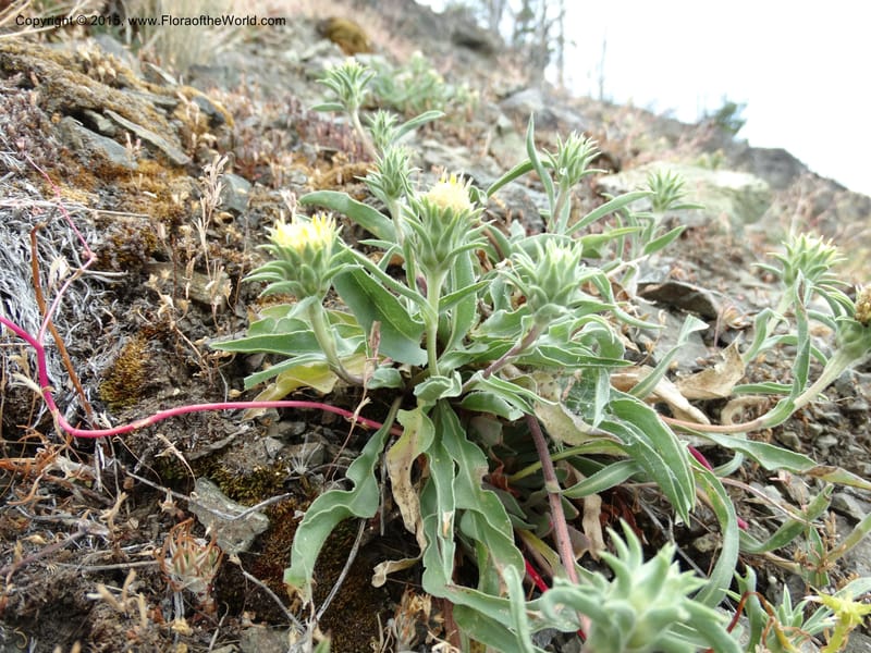 Pyrrocoma, Davidson, C 12630--ID. Idaho Co. Seven Devils Campground. 11 Aug 2014. DSC00412 (9).JPG
