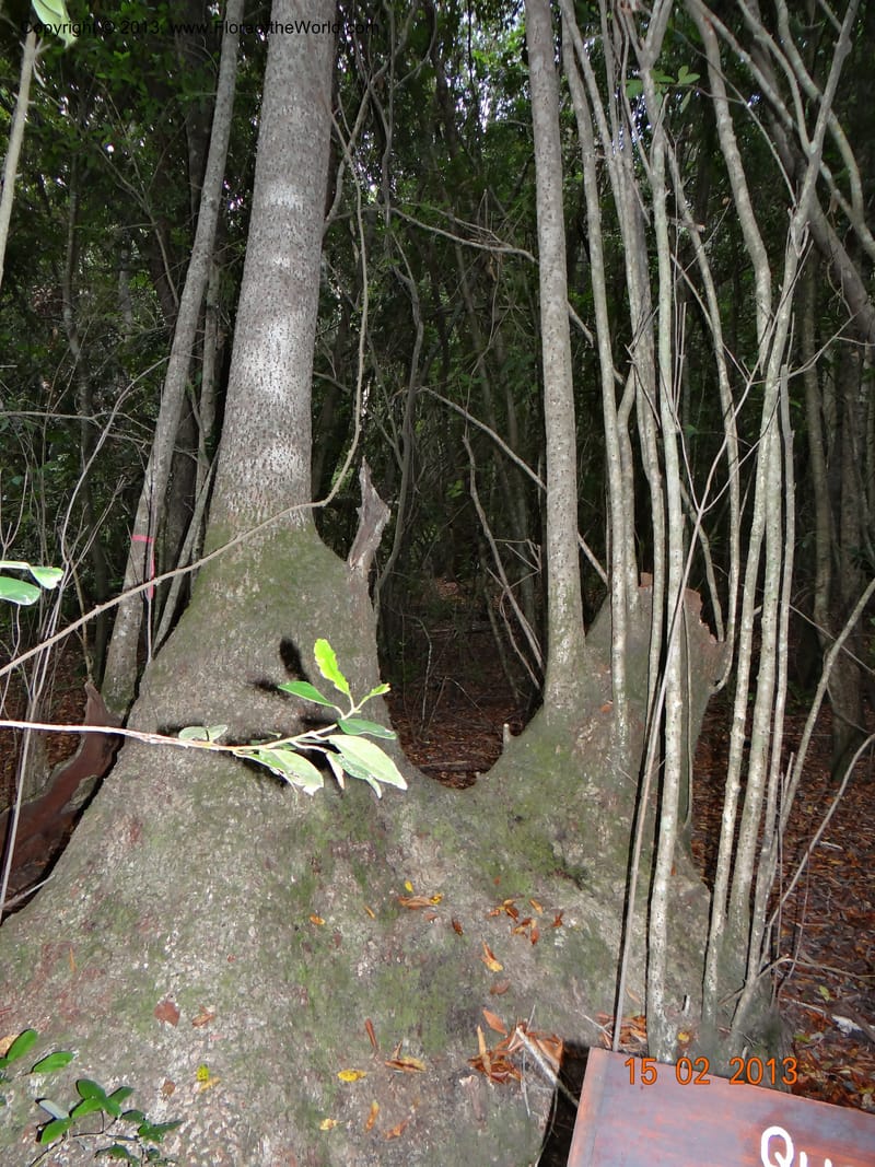 Gomortega keule, W. D. Stevens 34081--Chile, R N  Los Queules, 15 Feb 2013  8107 (17).JPG