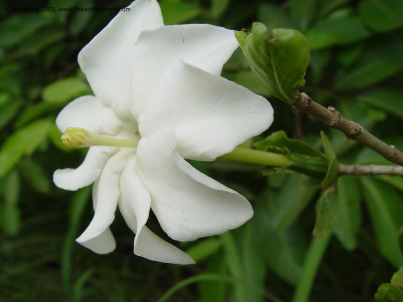 Gardenia thunbergii--So. Africa. KwaZuluNatal. Mtunzini. Twinstr. Mick's Park. 2 Oct  03. 055.jpg