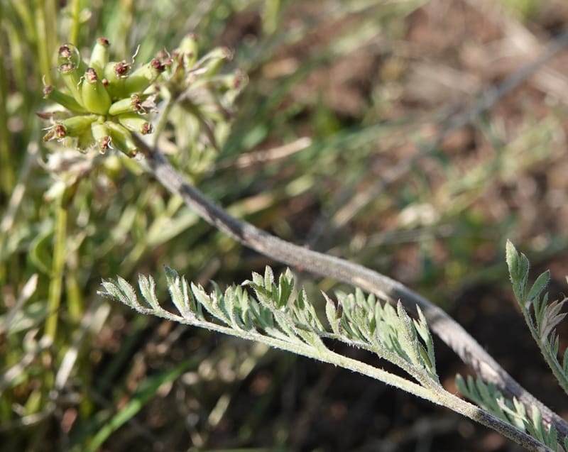 Lomatium macrocarpum, C. Davidson 13790--Oregon. Wallowa Co. Upper Camp Creek Canyon. 5 Jun 2018. DSC05225 (75).JPG