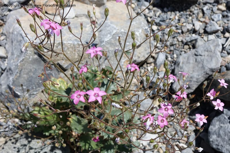 Gilia latifolia, Davidson, C 13078--California. Inyo Co. Last Chance Mts. 16 Apr 2016.  (122).JPG