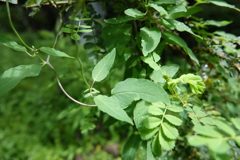Codonopsis, C. Davidson 13768--China. Sichuan. Yibailingba-gou. 12 Aug 2017. DSC04660 (85).JPG