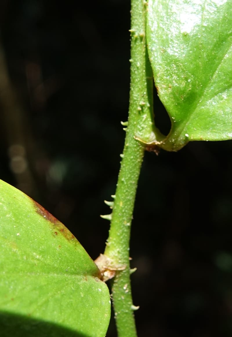 Petermannia cirrosa, Davidsonm C 13363--Australia. Qld. Springbrook N.P. Mt. Cougal Sect. 19 Oct 2016. DSC03346 (7).JPG